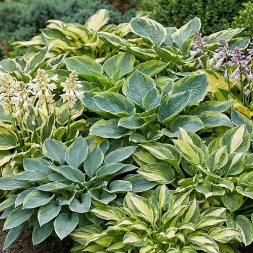 Hosta Pflanze Winterhart - Premium Kollektion mit 10 Wurzeln - Erhalten Sie 10 winterharte Hosta-Wurzeln, ideal für schattige Bereiche. Pflegeleicht und mehrjährig, bringen sie lebendige Farben und Struktur in Ihren Garten. Genießen Sie die niederländische Qualität für üppige Blüten und Blätter.