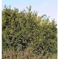 Eibe Hillii 50-60cm - Taxus media