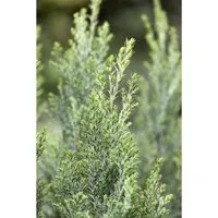 Chamaecyparis Lawsoniana Ellwoodii Blaue Säulenzypresse 15–20 cm