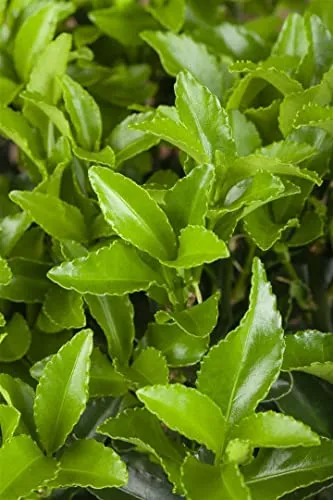 Euonymus fortunei 'Radicans' 9x9 cm Topf – Pflegeleichter Bodendecker für Garten & Beet - Immergrün und winterhart, ideal für vielseitige Einsätze im Garten. Die Kriechspindel bietet dichtes, glänzendes Laub und ist robust sowie schnittverträglich. Perfekt für Unterpflanzungen und Kübel, wächst schnell und dekorativ.