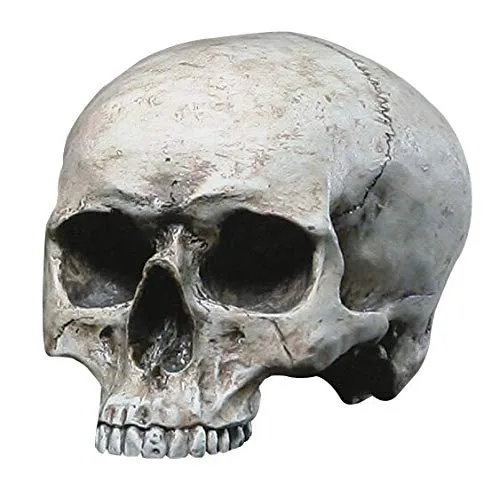 Anatomie Schädel Replik von Markus Mayer - Detailgetreue Replik eines menschlichen Schädels, handbemalt aus hochwertigem Polyresin. Ideal für Kunstliebhaber und als dekoratives Element in jedem Raum. Maße: ca. 14 x 19 x 13 cm.