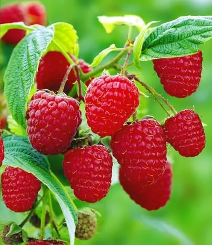 BALDUR Garten Himbeere TwoTimer® Sugana®, 2L Topf - Winterharte Himbeerpflanze mit üppigen Erträgen und pflegeleichtem Anbau. Ideal für sonnige bis halbschattige Standorte, 2x Ernte im Jahr!