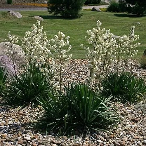 Palmlilie - Yucca filamentosa - lebende Gartenpflanze aus den Baumschulen
