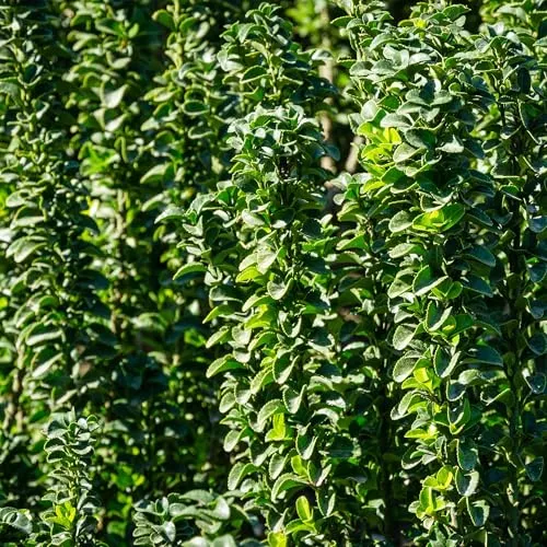 GreenboutiQ - Heckenpflanzen - Euonymus japonica Green Spire - Immergrüne Heckenpflanze mit frostbeständigen, grünen Blättern. Ideal für Sichtschutz und Struktur im Garten, minimaler Pflegeaufwand.