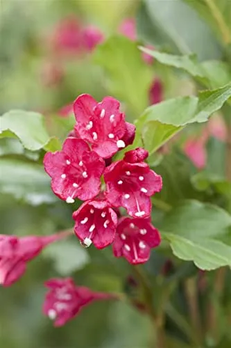 Weigela 'Red Prince' - Leuchtend rote Blüten für den Garten - Weigelie mit auffälligen, bienenfreundlichen Blüten, ideal für Hecken und Rabatten. Pflegeleicht und winterhart bis -20 °C, perfekt für Gartenanfänger.