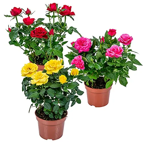 Bloomique 3er-Mix Topfrosen - Rot, Gelb, Rosa - Pflegeleichte Zimmer- und Gartenpflanzen - Entdecken Sie die pflegeleichten Topfrosen im 3er-Mix! Ideal für Balkon und Terrasse, blühen sie von Juni bis Oktober und verströmen einen herrlichen Duft.