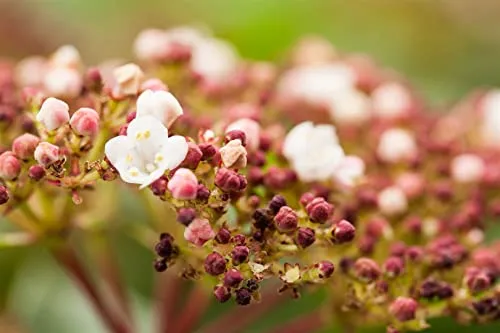 Viburnum tinus 'Purpurea' - Lorbeer-Schneeball, Pflegeleichte Heckenpflanze - Immergrüner Lorbeer-Schneeball mit dunkelvioletten Blüten, der Bienen anzieht. Ideal für sonnige bis halbschattige Standorte und pflegeleicht, perfekt für Gartenanfänger.