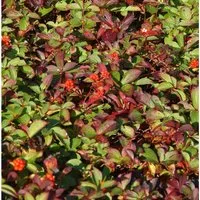 Teppich Hartriegel - Cornus canadensis