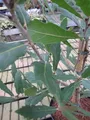 Quercus turneri pseudoturneri - Immergrüne Eiche - Wintergrüne Eiche 80-100