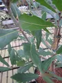 Quercus turneri pseudoturneri - Immergrüne Eiche - Wintergrüne Eiche 8