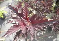 Blasenspiere Red Baron - Fasanenspiere - Physocarpus opulifolius - 60-100
