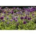 Allium Giganteum Riesenlauch 2-3 Liter Container