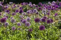 Pflanzen für Dich Staude Allium giganteum, 1 St., Riesenlauch