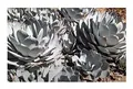 Stk - 10x Agave parryi subsp. parryi Winterhart Blätter blaugrün Samen B1890 - Seeds & Plants Shop by Ipsa