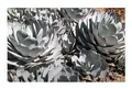 10x Agave parryi subsp. parryi Winterhart Blätter blaugrün Samen B1890