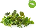 Click & Grow Nachfüllpack Italienische Kräuter – 9 Stück (3x3) für Smart Garden