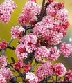 BALDUR Garten 1x Duft-Schneeball Dawn, Pflanze im 2 Liter-Topf, Viburnum bodnantense Winterschneeball, winterhart, mehrjährig, pflegeleicht, blühend, Vanille Duft, anspruchslose Pflanze