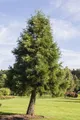 Pflanzen für Dich Konifere Sequoiadendron giganteum, 1 St., Riesenmammutbaum, Bergmammutbaum, Wellingtonie, riesig, langlebig