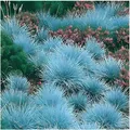 Stauden Gänge 10 x Festuca glauca/cinerea 'Festina' im 1 Liter (Ziergras/Gräser/Winterhart/Bodendecker/Mehrjährig/Immergrün) Blauschwingel - Intensives Blau für moderne Gartenakzente