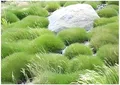 Stauden Gänge 3 x Festuca gautieri 'Pic Carlit' (Ziergras/Gräser/Winterhart/Mehrjährig/Immergrün/Staude) Bärenfellgras - Die perfekte Wahl für bodendeckende Eleganz - perfekter Bodendecker