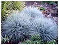 Stauden Gänge 10 x Festuca glauca/cinerea 'Zwergenkönig' (Ziergras/Gräser/Winterhart/Bodendecker/Mehrjährig/Immergrün) Blauschwingel - Silberblauer Glanz für stilvolle Gärten