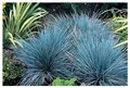 Stauden Gänge 3 x Festuca glauca/cinerea 'Azurit' im 1 Liter (Ziergras/Gräser/Winterhart/Bodendecker/Mehrjährig/Immergrün) Blauschwingel - Blaues Ziergras für strukturierte Gartenkunst