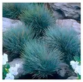 Stauden Gänge 3 x Festuca glauca/cinerea 'Elijah Blue' im 1 Liter (Ziergras/Gräser/Winterhart/Bodendecker/Mehrjährig/Immergrün) Blauschwingel - Silberblaue Eleganz mit moderner Note
