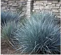 Stauden Gänge 5 x Leymus arenarius ‚Blue Dune‘ im 1 Liter Topf (Ziergras/Gräser/Winterhart/Mehrjährig/Stauden) Blau Strandroggen - Ein Hauch von Küste für Ihr grünes Paradies