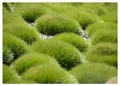 Stauden Gänge 3 x Festuca gautieri (Ziergras/Gräser/Winterhart/Mehrjährig/Immergrün/Staude) Bärenfellgras - Immergrün, robust und stilvoll zugleich - perfekter Bodendecker