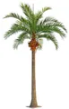Kunstpalme Kunststoff Kokospalme NARUN mit Kokosnüssen, 570cm Kokospalme, artplants, Höhe 570.0 cm