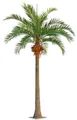 artplants Kunststoff Kokospalme NARUN mit Kokosnüssen, 570cm