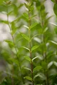 Ligustrum vulgare 'Atrovirens' 60–80 cm – Winterhart, Mehrjährig, Pflegeleicht – Gewöhnlicher Liguster – Heckenpflanze für Garten & Sichtschutz