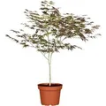 Acer Palmatum Atropurpureum Japanischer Ahorn Rotlaubig 60–80 cm
