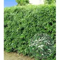 BALDUR Garten 10er Winterharte Bambus-Hecke, Pflanzen im 9x9 cm-Topf, Fargesia murielae Simba, Sichtschutz, blickdicht, pflegeleicht, schnell wachs... - Grün