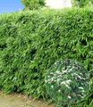 BALDUR Garten Bambus Winterharte Bambus-Hecke, 10 St., Bambusbaum, immergrün, winterhart, blickdicht