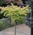 Hochstamm Kugel Urweltmammutbaum Matthaie 40-60cm - Metasequoia glyptostroboides - lebende Gartenpflanze aus den Baumschulen