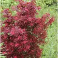 Zwergahorn Shaina 60-80cm - Acer palmatum