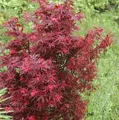 Zwergahorn Shaina 60-80cm - Acer palmatum