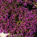 Teppich Thymian Red Carpet - Thymus praecox