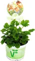 Duftgeranie "Orange" - Pelargonia odorata  Hybr.