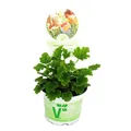 Duftgeranie "Orange" - Pelargonia odorata Hybr.