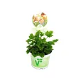 Exotenherz Beetpflanze Duftgeranie "Orange" - Pelargonia odorata Hybr.