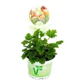 Duftgeranie "Orange" - Pelargonia odorata  Hybr.