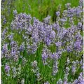 Lavendel Phenomenal - großer Topf - Lavandula intermedia