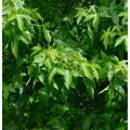 Säulen Amberbaum Slender Silhouette 60-80cm - Liquidambar styraciflua