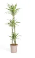 Drachenbaum - Drachenlilie - Dracaena deremensis White Stripe - 130-150cm hoch