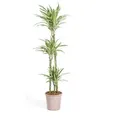 Exotenherz Zimmerpflanze Drachenbaum Drachenlilie Dracaena deremensis White Stripe 140 cm | 24 cm