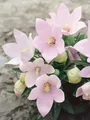 Pflanzen für Dich Staude Platycodon grand. Fuji Pink, 1 St., Ballonblume, Großblütige Ballonblume