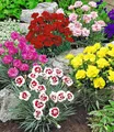BALDUR Garten 5er Prachtmischung 'Duft-Gartennelken', Pflanzen im 9x9 cm-Topf, Dianthus plumarius, winterharte Staude, trockenresistent, mehrjährig, bienenfreundlich, pflegeleicht, blühend