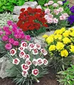 BALDUR Garten Staude Prachtmischung 'Duft-Gartennelken', 5 St., Dianthus, winterhart, mehrjährig, pflegeleicht